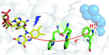 Graphical abstract: Sub-nanosecond tryptophan radical deprotonation mediated by a protein-bound water cluster in class II DNA photolyases