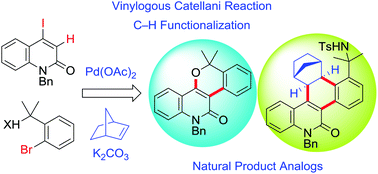 Graphical abstract: The vinylogous Catellani reaction: a combined computational and experimental study