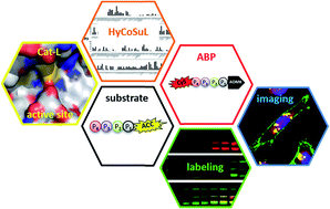 Graphical abstract: Selective imaging of cathepsin L in breast cancer by fluorescent activity-based probes