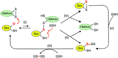 Graphical abstract: Glutaredoxins employ parallel monothiol–dithiol mechanisms to catalyze thiol–disulfide exchanges with protein disulfides
