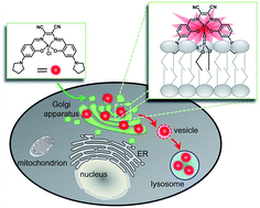 Graphical abstract: A luminescent aluminium salen complex allows for monitoring dynamic vesicle trafficking from the Golgi apparatus to lysosomes in living cells
