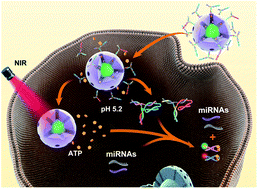 Graphical abstract: Imaging multiple microRNAs in living cells using ATP self-powered strand-displacement cascade amplification