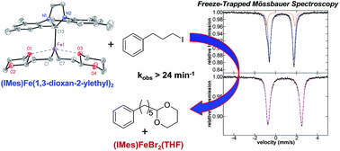 Graphical abstract: NHC and nucleophile chelation effects on reactive iron(ii) species in alkyl–alkyl cross-coupling