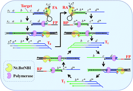 Graphical abstract: Aligner-mediated cleavage of nucleic acids and its application to isothermal exponential amplification