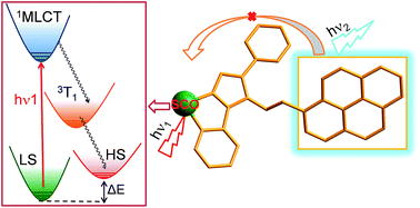 Graphical abstract: Fluorescence modulation via photoinduced spin crossover switched energy transfer from fluorophores to FeII ions