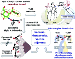 Graphical abstract: Synthetic glycan-based TLR4 agonists targeting caspase-4/11 for the development of adjuvants and immunotherapeutics