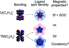 Graphical abstract: Similar ligand–metal bonding for transition metals and actinides? 5f1 U(C7H7)2−versus 3dn metallocenes