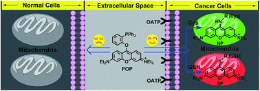 Graphical abstract: Dual-channel fluorescence diagnosis of cancer cells/tissues assisted by OATP transporters and cysteine/glutathione