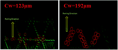 Graphical abstract: Cavity shape transformation during peeling on elastic microchannel-patterned substrates filled with a viscous liquid