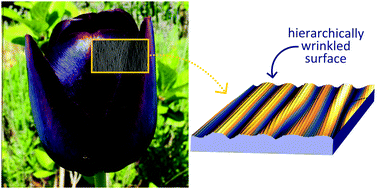 Graphical abstract: Bio-inspired hierarchical micro- and nano-wrinkles obtained via mechanically directed self-assembly on shape-memory polymers