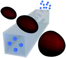 Graphical abstract: Inertial migration and axial control of deformable capsules