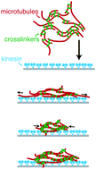Graphical abstract: Contractility in an extensile system