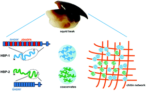 Graphical abstract: Self-coacervation of modular squid beak proteins – a comparative study