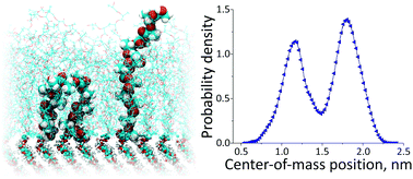 Graphical abstract: Molecular dynamics simulations of oligoester brushes: the origin of unusual conformations