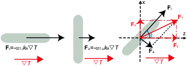 Graphical abstract: Anisotropic thermophoresis
