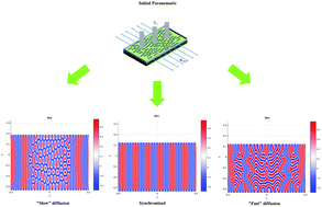 Graphical abstract: Biological plywood film formation from para-nematic liquid crystalline organization