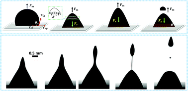 Graphical abstract: Shape evolution and splitting of ferrofluid droplets on a hydrophobic surface in the presence of a magnetic field