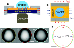 Graphical abstract: Surface elastic constants of a soft solid