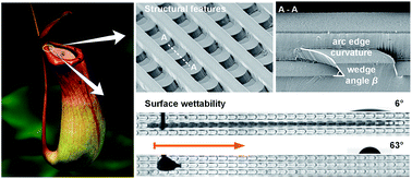 Graphical abstract: Uni-directional liquid spreading control on a bio-inspired surface from the peristome of Nepenthes alata