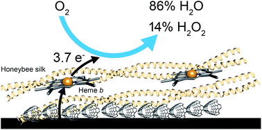 Graphical abstract: Bioinspired electrocatalysts for oxygen reduction using recombinant silk films