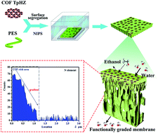 Graphical abstract: Functionally graded membranes from nanoporous covalent organic frameworks for highly selective water permeation