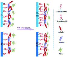 Graphical abstract: Surface hydroxyl groups regulate the osteogenic differentiation of mesenchymal stem cells on titanium and tantalum metals