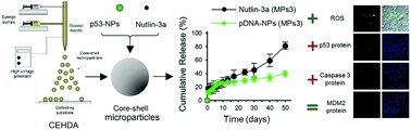 Graphical abstract: Effective co-delivery of nutlin-3a and p53 genes via core–shell microparticles for disruption of MDM2–p53 interaction and reactivation of p53 in hepatocellular carcinoma