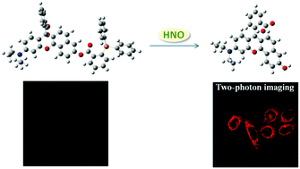 Graphical abstract: Two-photon red-emissive fluorescent probe for imaging nitroxyl (HNO) in living cells and tissues