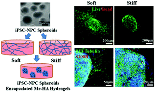 Graphical abstract: Three-dimensional hyaluronic acid hydrogel-based models for in vitro human iPSC-derived NPC culture and differentiation