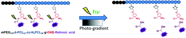 Graphical abstract: Gradient release of cardiac morphogens by photo-responsive polymer micelles for gradient-mediated variation of embryoid body differentiation
