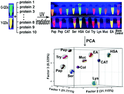Graphical abstract: Light-induced self-assembly of bi-color CdTe quantum dots allows the discrimination of multiple proteins