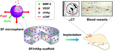 Graphical abstract: Controlled dual delivery of low doses of BMP-2 and VEGF in a silk fibroin–nanohydroxyapatite scaffold for vascularized bone regeneration