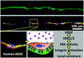Graphical abstract: Integrin β1 activation by micro-scale curvature promotes pro-angiogenic secretion of human mesenchymal stem cells
