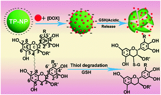 Graphical abstract: Functional nanoparticles of tea polyphenols for doxorubicin delivery in cancer treatment