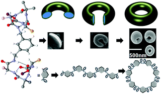 Graphical abstract: Formation of toroids by self-assembly of an α–α corner mimetic: supramolecular cyclization