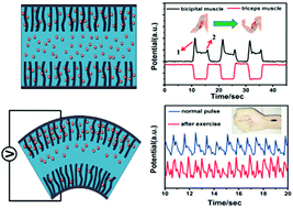 Graphical abstract: Bionic ion channel and single-ion conductor design for artificial skin sensors