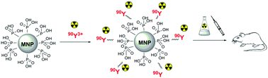 Graphical abstract: Design and preparation of 90Y-labeled imidodiphosphate- and inositol hexaphosphate-coated magnetic nanoparticles for possible medical applications
