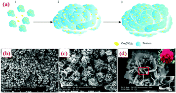 Graphical abstract: Recent advances in biomolecule immobilization based on self-assembly: organic–inorganic hybrid nanoflowers and metal–organic frameworks as novel substrates