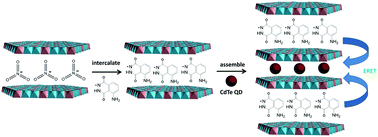 Graphical abstract: Electrochemiluminescence resonance energy transfer (ERET) towards trinitrotoluene sensor based on layer-by-layer assembly of luminol-layered double hydroxides and CdTe quantum dots