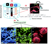 Graphical abstract: Probing the shape-specific electrochemical properties of cobalt oxide nanostructures for their application as selective and sensitive non-enzymatic glucose sensors