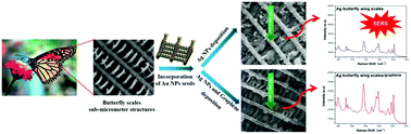 Graphical abstract: Biomimetic synthesis of hierarchical 3D Ag butterfly wing scale arrays/graphene composites as ultrasensitive SERS substrates for efficient trace chemical detection