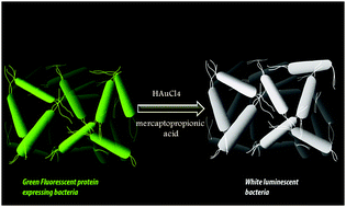 Graphical abstract: White light emission from gold nanoclusters embedded bacteria