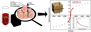 Graphical abstract: Magnetic wood by in situ synthesis of iron oxide nanoparticles via a microwave-assisted route