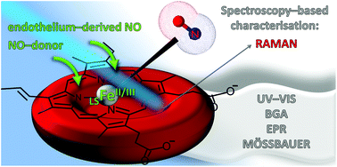 Graphical abstract: Spectroscopy-based characterization of Hb–NO adducts in human red blood cells exposed to NO-donor and endothelium-derived NO