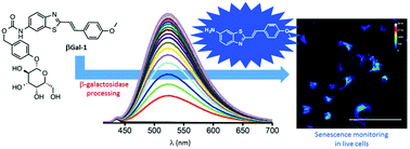 Graphical abstract: Development of highly sensitive fluorescent probes for the detection of β-galactosidase activity – application to the real-time monitoring of senescence in live cells