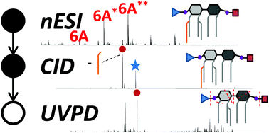 Graphical abstract: Mapping phosphate modifications of substituted lipid A via a targeted MS3 CID/UVPD strategy