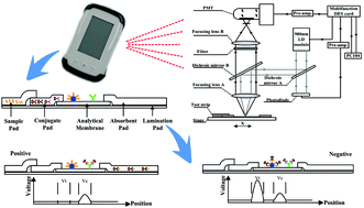Graphical abstract: An up-converting phosphor technology-based lateral flow assay for point-of-collection detection of morphine and methamphetamine in saliva