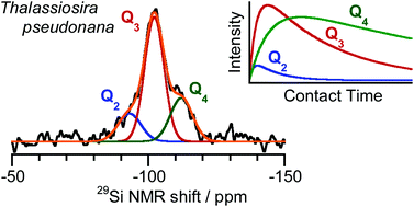 Graphical abstract: Diatoms response to salinity changes: investigations using single pulse and cross polarisation magic angle spinning 29Si NMR spectra