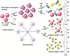 Graphical abstract: Lateral flow assays for Ochratoxin A using metal nanoparticles: comparison of “adsorption–desorption” approach to linkage inversion assembled nano-aptasensors (LIANA)
