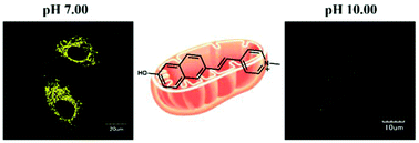 Graphical abstract: A naphthalene-based fluorescent probe with a large Stokes shift for mitochondrial pH imaging